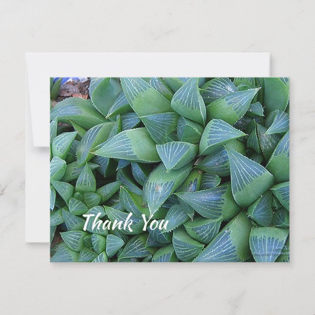Editable Thank You Succulent Plant 4.25"x5" Card (Front)