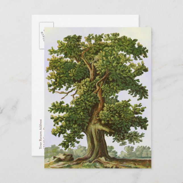 Editable Vintage Oak Tree Postcard (Front/Back)