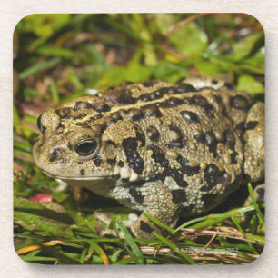 edmonton, alberta, canada 2 drink coaster