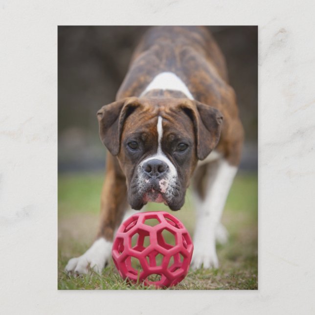 edmonton alberta canada postcard (Front)