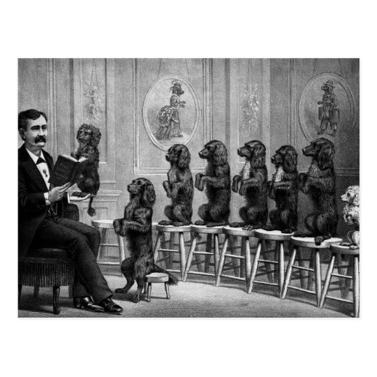 Educated Dogs Postcard