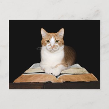 Educated Or Librarian Tabby Cat Postcard by deemac1 at Zazzle