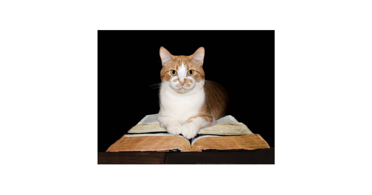 Educated Or Librarian Tabby Cat Postcard Zazzle Com