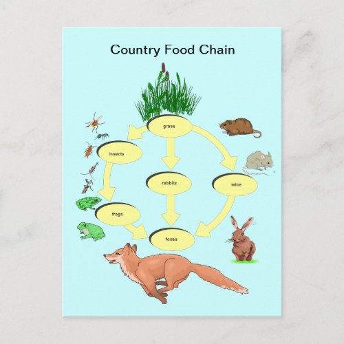 Education Science Countryside food chain Postcard
