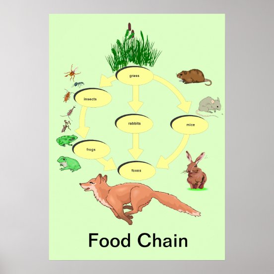 Food Chain Art & Wall Décor | Zazzle