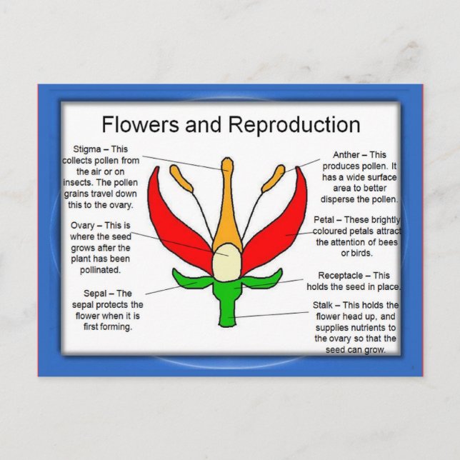 Education, Science, Flowers and reproduction Postcard (Front)