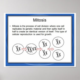 Mitosis Posters | Zazzle