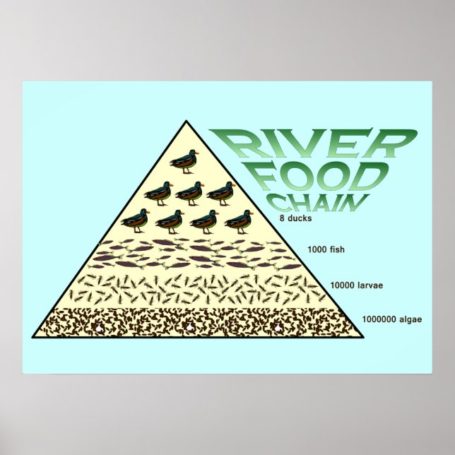 Education, Science,  River Food Chain Poster (Front)