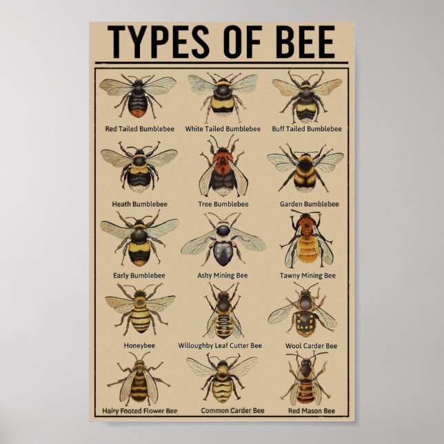Educational bee vintage poster (Front)