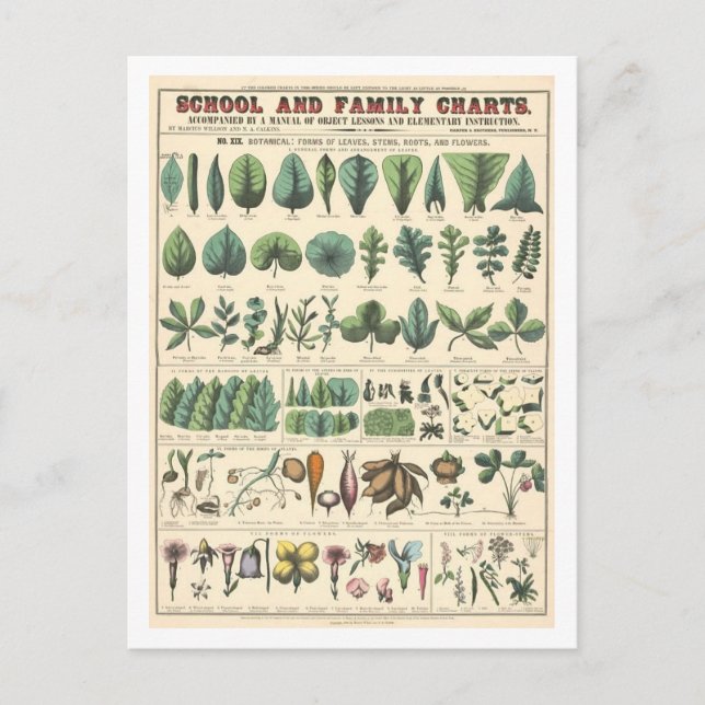 Educational Botanical Chart for Leaves, Flowers Postcard (Front)