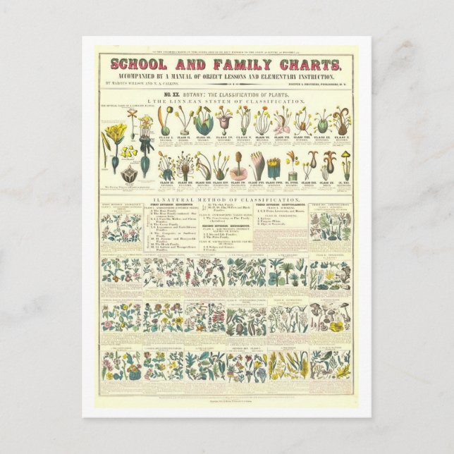 Educational Chart for Plant Classification Postcard (Front)