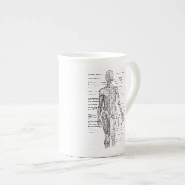 Educational Human Anatomy Chart Bone China Mug | Zazzle