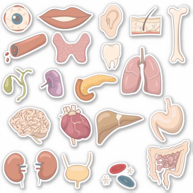 Educational Human Body Parts & Organs Sticker (Front)