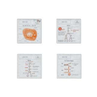 EduPaper Products Biology Magnets