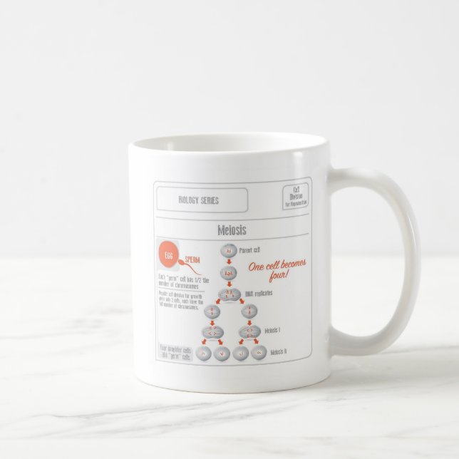 EduPaper Products Mitosis and Meiosis Coffee Mug (Right)