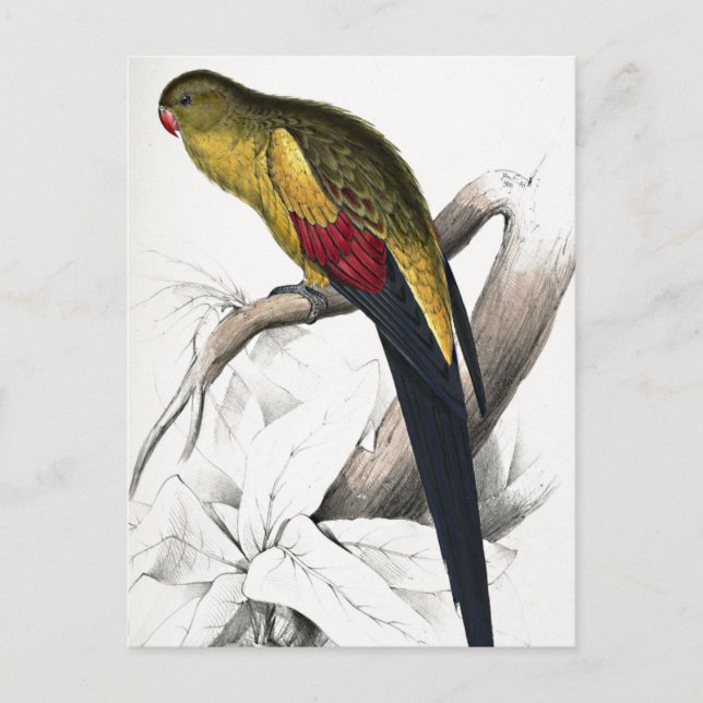 Edward Lear Bird Blacktailed Parakeet Postcard (Front)