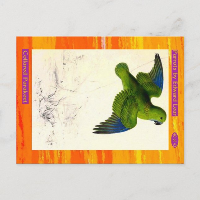 Edward Lear. Collared Parakeet. Postcard (Front)