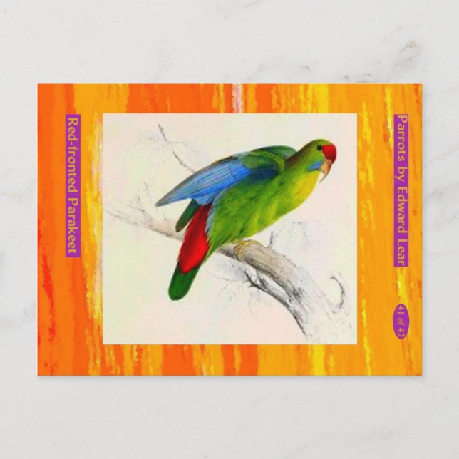 Edward Lear. Red-fronted Parakeet. Postcard (Front)