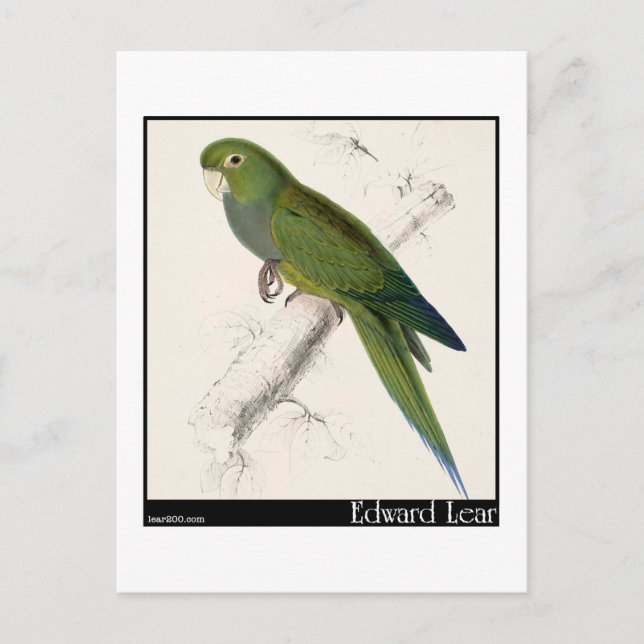 Edward Lear's Dwarf Parakeet-Macaw Postcard (Front)