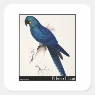 Edward Lear's Hyacinth Macaw Square Sticker