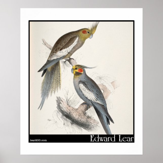 Edward Lear's New Holland Parakeet Poster (Front)