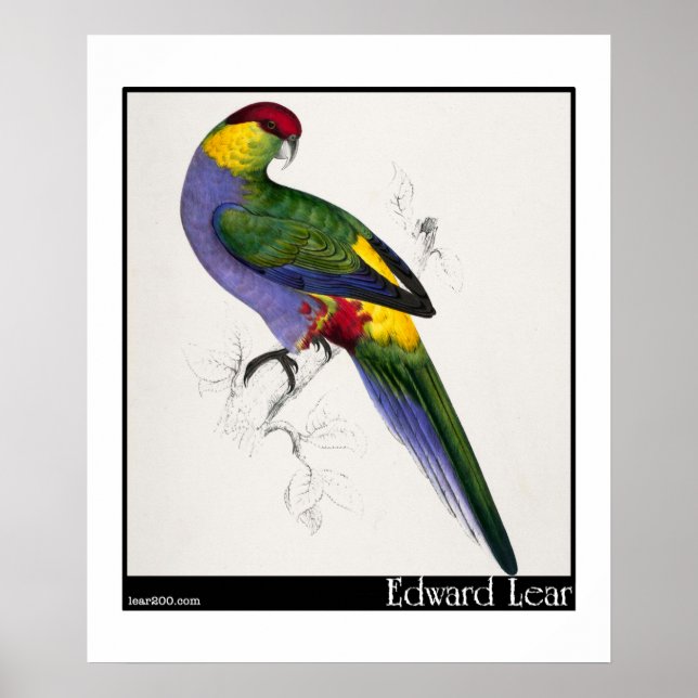 Edward Lear's Red-Capped Parakeet Male Poster (Front)