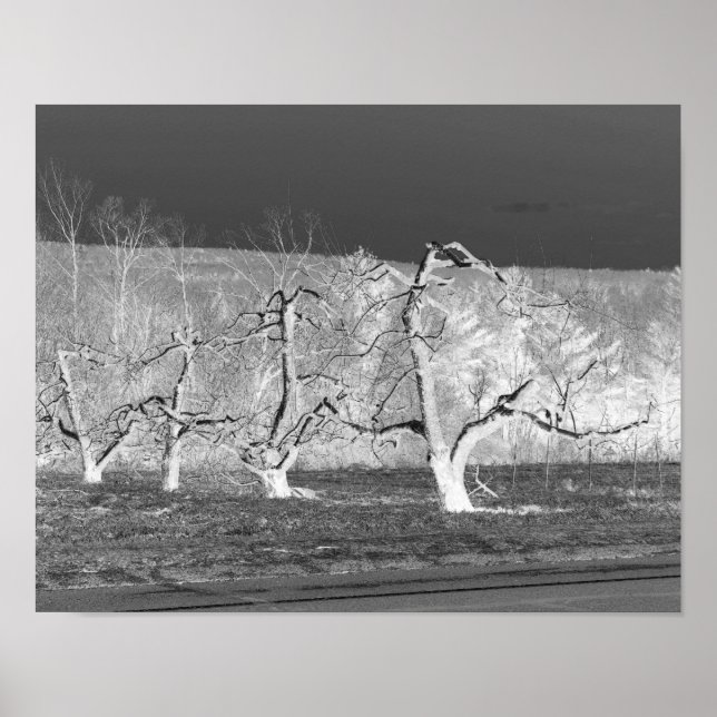 Eerie Apple Trees Negative Film Nature  Poster (Front)