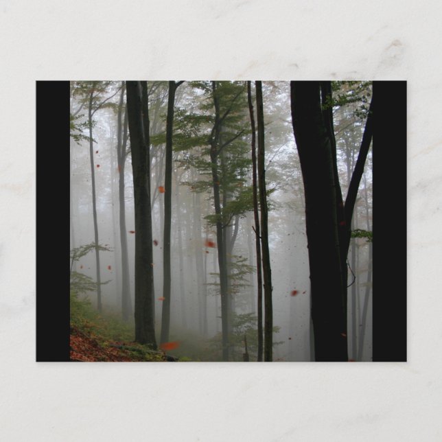 EERIE FOREST TREES LEAVES FULL FALL COLORS POSTCARD (Front)