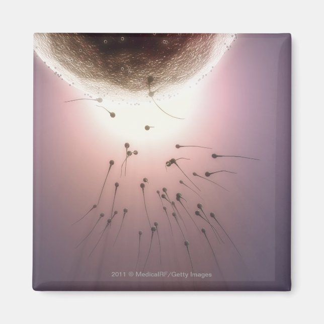 Egg being fertilized by sperm magnet (Front)