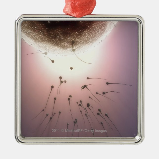 Egg being fertilized by sperm metal ornament (Front)