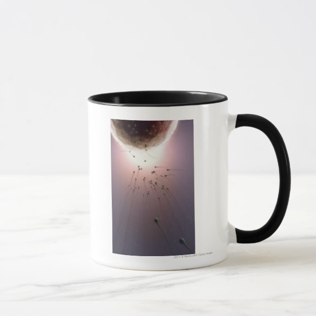 Egg being fertilized by sperm mug (Right)