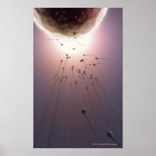 Egg being fertilized by sperm poster