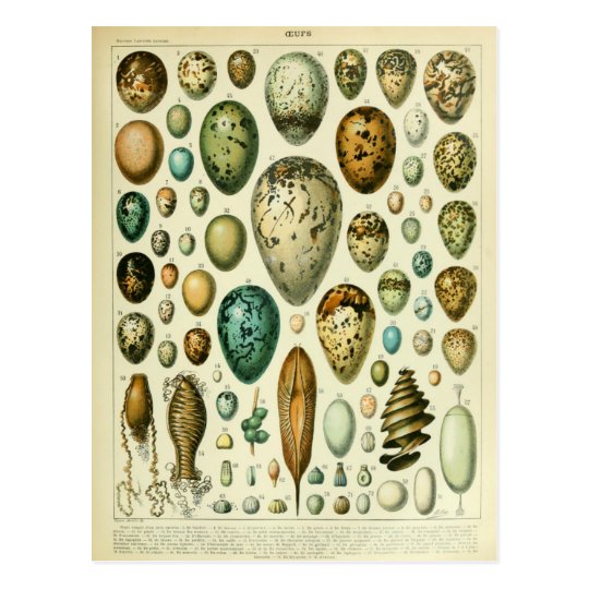 Egg dictionary illustration postcard