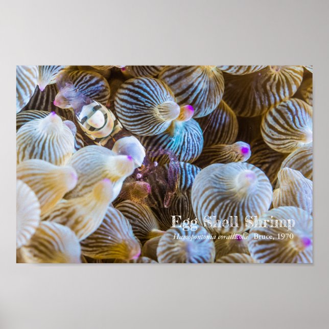 Egg Shell Shrimp Poster (Front)