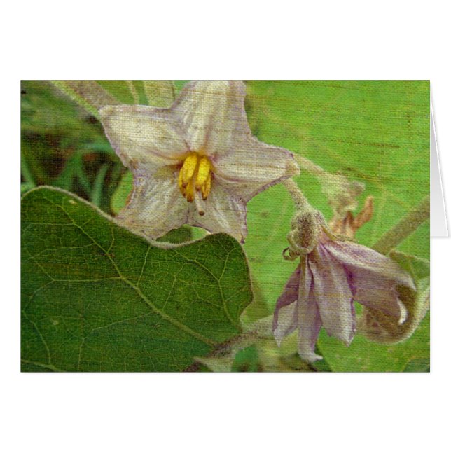 Eggplant Flowers Cards (Front Horizontal)