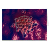 Eggs in an ovum (Front Horizontal)