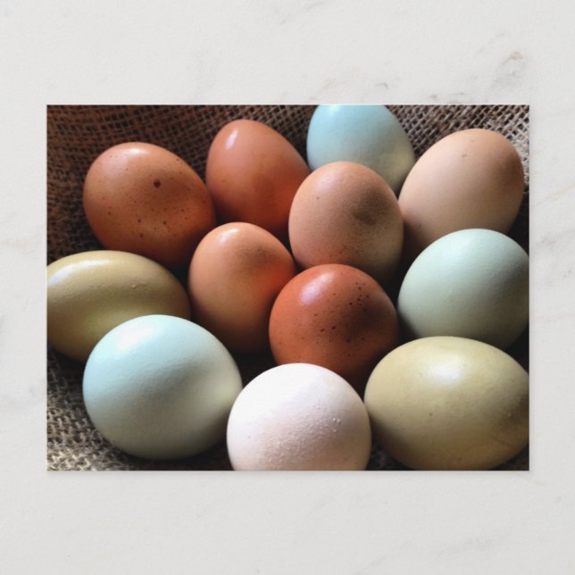 Eggs of all Shades Postcard (Front)