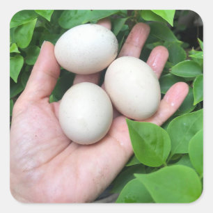 Eggs of Bantam chicken is palm hand Square Sticker