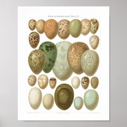 Eggs of European Birds 1800s Vintage Poster