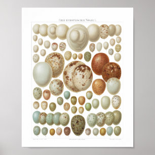 Eggs of European Birds 1800s Vintage Poster