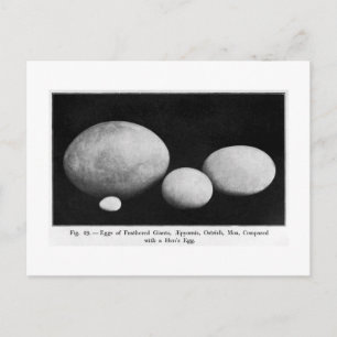 Eggs of feathered giants art postcard