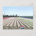 Egmond aan den Hoef Bulb Flowers Holland Postcard