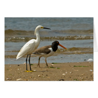 Egret and Oystercatcher card