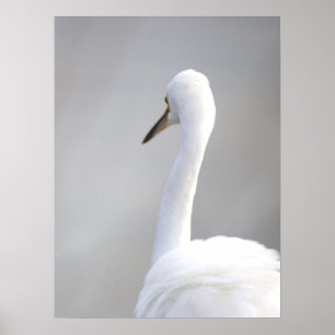 Egret Bird Poster