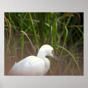 Egret Bird Poster