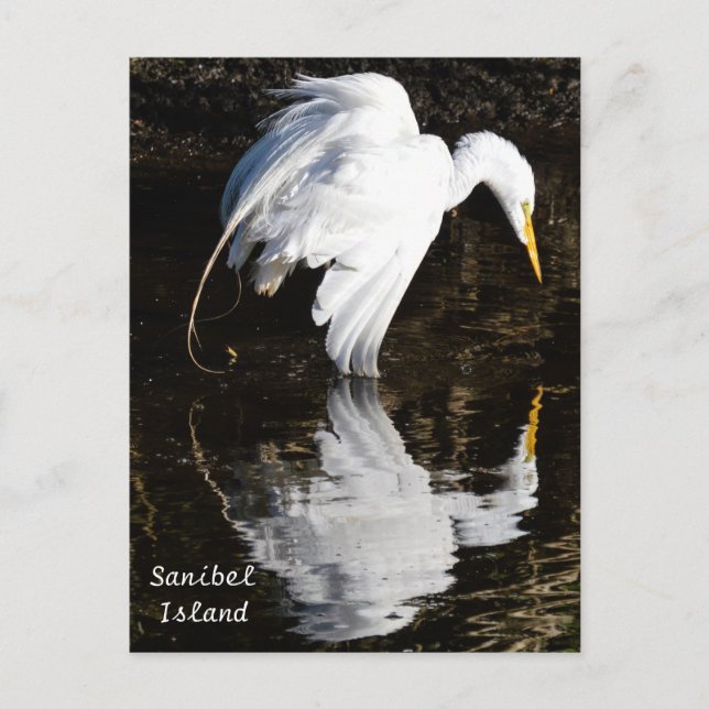 Egret in Bloom Postcard (Front)