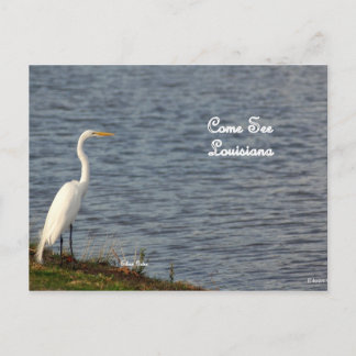 Egret inviting you to come to Louisiana Postcard