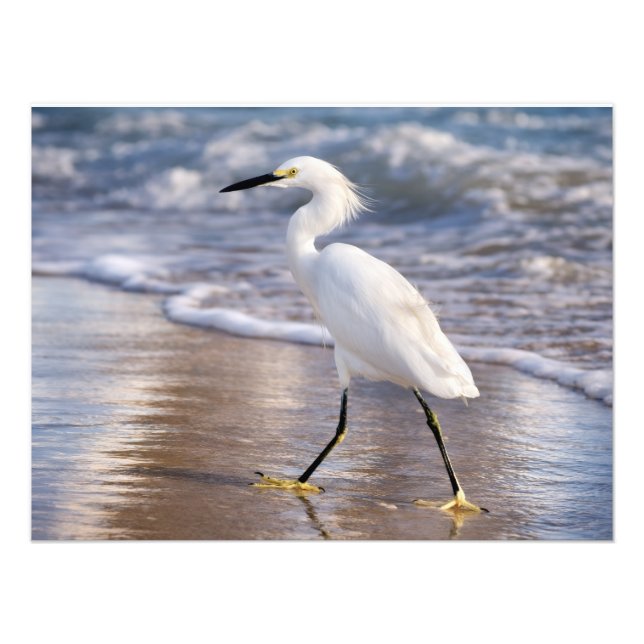 Egret on shoreline Photo Print (Front)