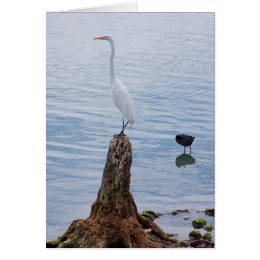 Egret Perch Cards (Front)