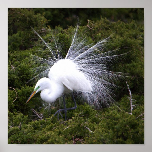 Egret Photo Poster (Front)